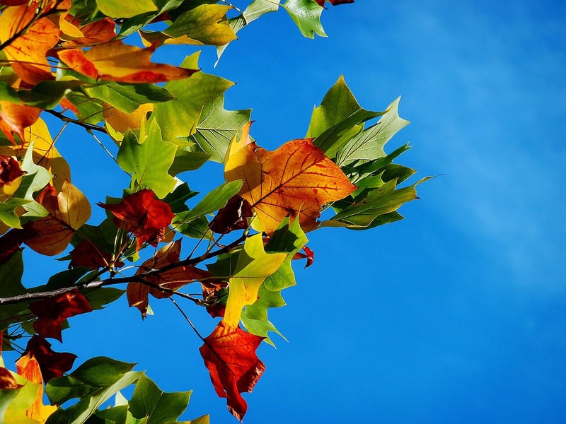 Foliage Options