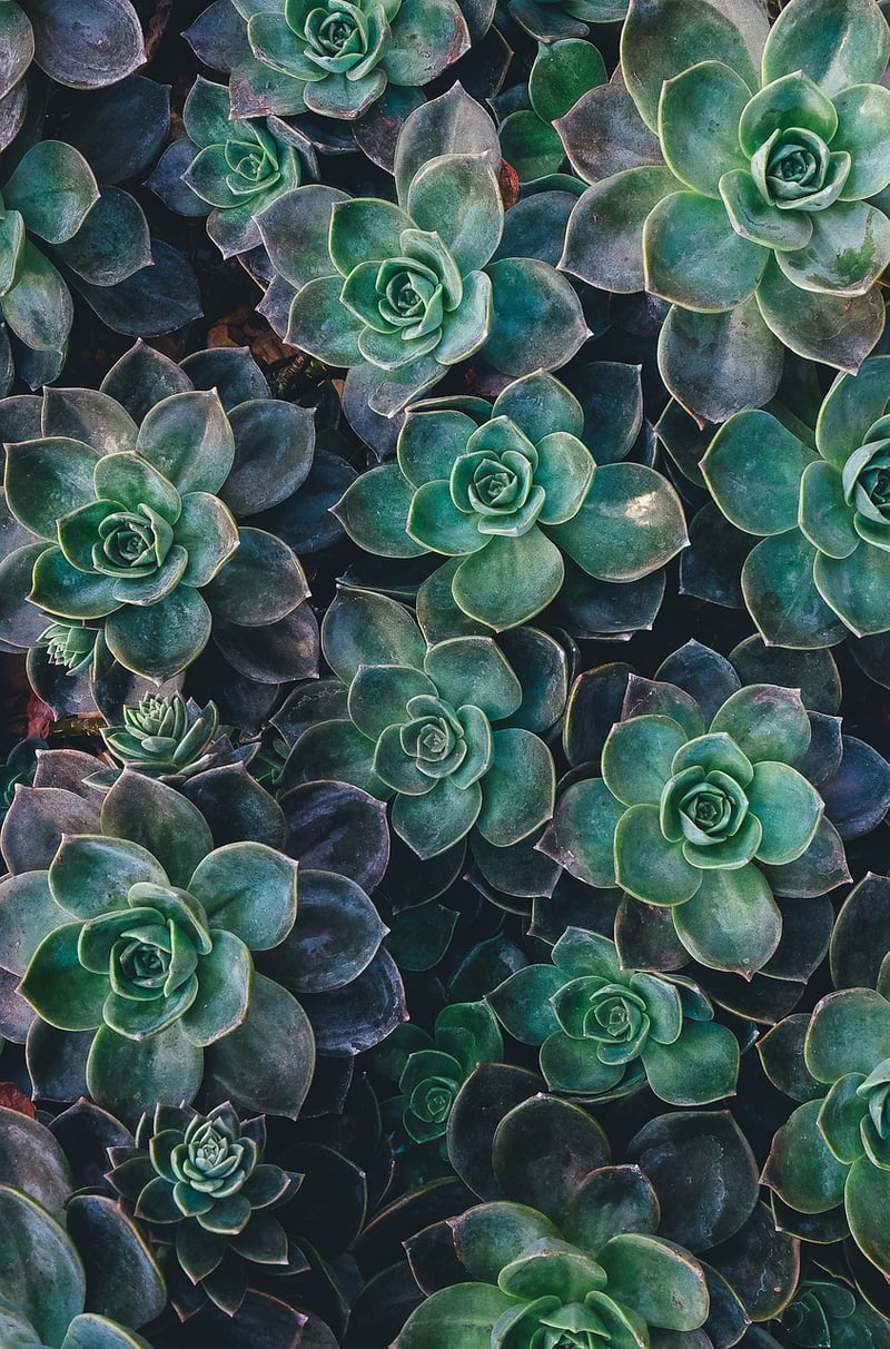 Succulents Selection
